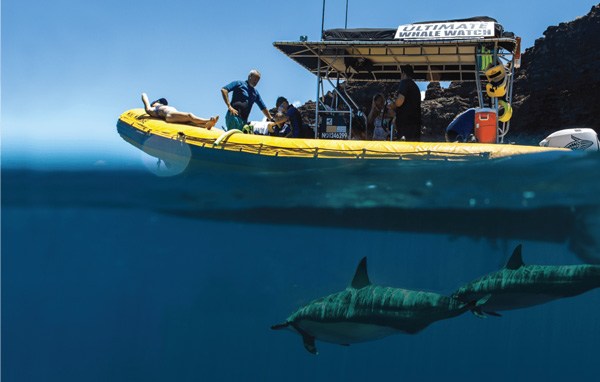 Ultimate Whale Watch & Snorkel