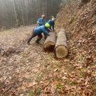 Professional Tree Services in Franklin, NC!